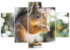 Obraz veveričky (150x105 cm)