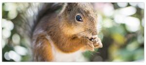 Obraz veveričky (120x50 cm)