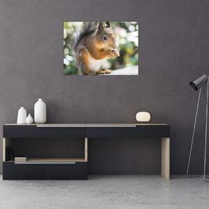 Obraz veveričky (70x50 cm)