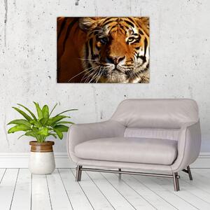 Obraz tigra (70x50 cm)