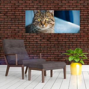 Obraz - Mačka domáca (120x50 cm)