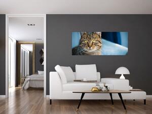 Obraz - Mačka domáca (120x50 cm)