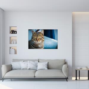 Obraz - Mačka domáca (90x60 cm)