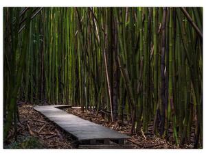Obraz - Medzi bambusy (70x50 cm)