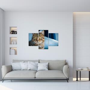 Obraz - Mačka domáca (90x60 cm)