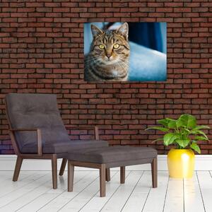 Obraz - Mačka domáca (70x50 cm)