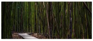 Obraz - Medzi bambusy (120x50 cm)