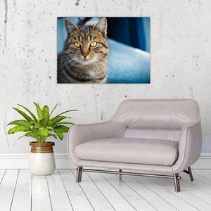 Obraz - Mačka domáca (70x50 cm)