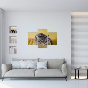 Obraz mačky na pohovke (90x60 cm)