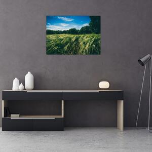 Obraz lúky a lesa (70x50 cm)