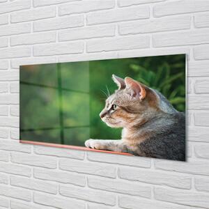 Nástenný panel  vyzerajúci mačka 100x50 cm