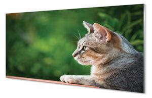 Nástenný panel  vyzerajúci mačka 100x50 cm