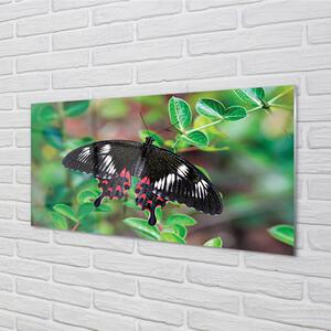 Nástenný panel  List farebný motýľ 100x50 cm