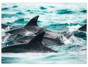 Obraz - Delfíny v oceáne (70x50 cm)