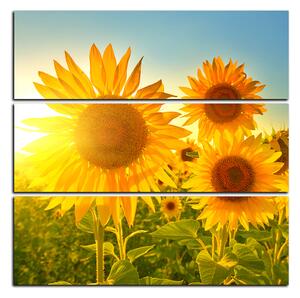 Obraz na plátne - Slnečnice v lete - štvorec 3145D (75x75 cm)