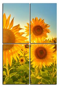 Obraz na plátne - Slnečnice v lete - obdĺžnik 7145D (90x60 cm)