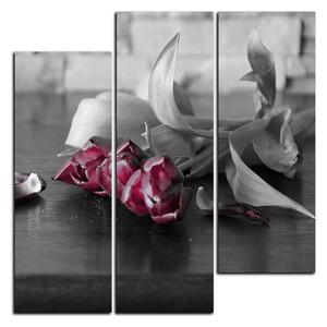 Obraz na plátne - Tri tulipány - štvorec 3144D (75x75 cm)