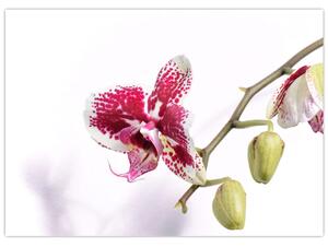 Obraz kvetu orchidey (70x50 cm)