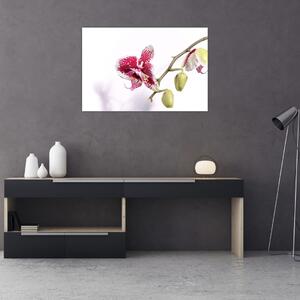 Obraz kvetu orchidey (90x60 cm)