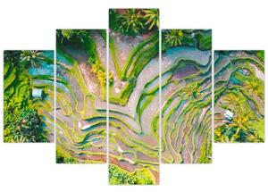 Obraz ryžových polí z vtáčej perspektívy (150x105 cm)