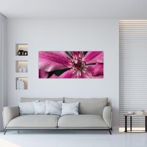 Obraz ružového kvetu plamienku (120x50 cm)