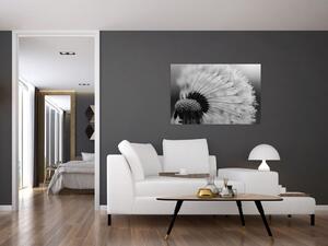 Obraz púpavy - čiernobiely (90x60 cm)