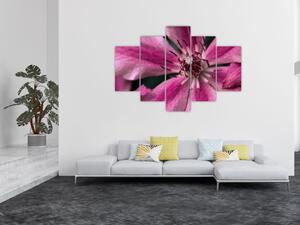 Obraz ružového kvetu plamienku (150x105 cm)