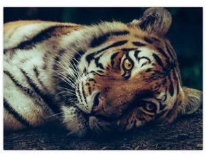 Obraz - Tiger Sibírsky (70x50 cm)