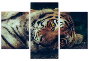 Obraz - Tiger Sibírsky (90x60 cm)
