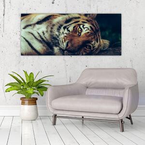 Obraz - Tiger Sibírsky (120x50 cm)