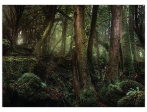 Obraz - Tajomný les (70x50 cm)