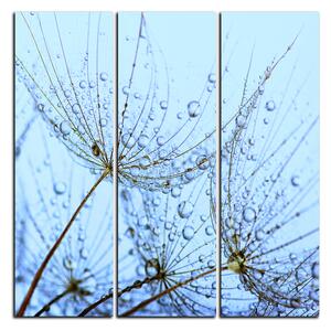 Obraz na plátne - Pampeliškové semienka s kvapkami vody - štvorec 3202B (75x75 cm)