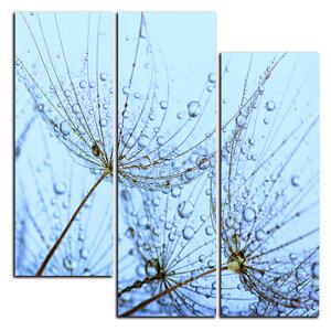 Obraz na plátne - Pampeliškové semienka s kvapkami vody - štvorec 3202C (75x75 cm)