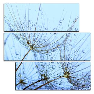 Obraz na plátne - Pampeliškové semienka s kvapkami vody - štvorec 3202D (75x75 cm)