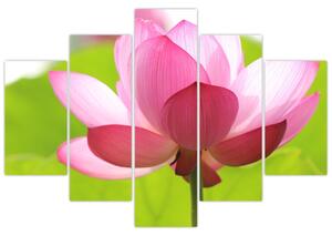Obraz kvetu Lotusu (150x105 cm)