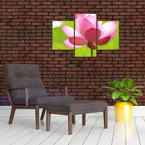 Obraz kvetu Lotusu (90x60 cm)
