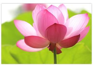 Obraz kvetu Lotusu (90x60 cm)