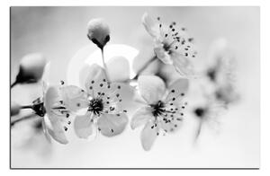 Obraz na plátne - Malé kvety na vetve 1173QA (90x60 cm )