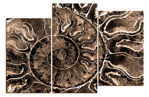 Obraz na plátne - Textúra fosílie 1174FD (150x100 cm)