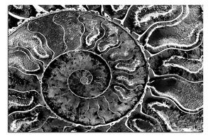 Obraz na plátne - Textúra fosílie 1174QA (100x70 cm)