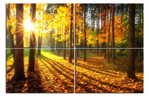 Obraz na plátne - Jesenný les 1176E (90x60 cm)