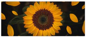 Obraz - Slnečnice a lístky kvetov (120x50 cm)