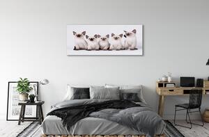 Sklenený obraz malé mačky 120x60 cm 4 Prívesky