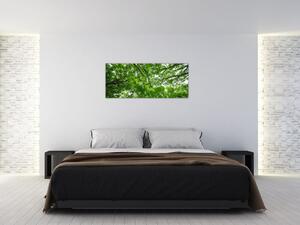 Obraz - Pohľad do korún stromov (120x50 cm)