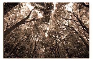 Obraz na plátne - Zelené stromy v lese 1194FA (90x60 cm )