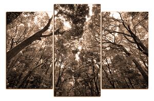 Obraz na plátne - Zelené stromy v lese 1194FC (105x70 cm)