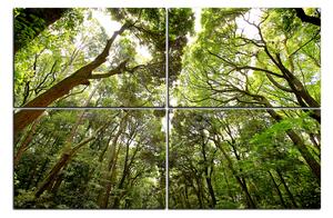 Obraz na plátne - Zelené stromy v lese 1194E (90x60 cm)