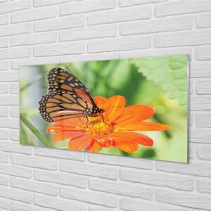 Nástenný panel  Kvet farebný motýľ 100x50 cm