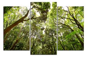 Obraz na plátne - Zelené stromy v lese 1194C (150x100 cm)