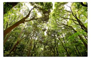 Obraz na plátne - Zelené stromy v lese 1194A (100x70 cm)